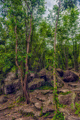 Fototapeta premium A tropical forest with dense bamboo thickets and tall trees growing among large stone boulders. 