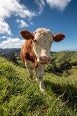 A contented cow grazing peacefully in a lush green pasture, surrounded by rolling hills under a clear blue sky.