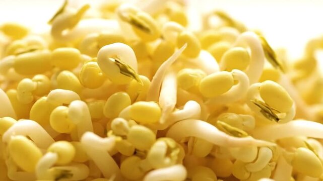 A dense pile of pale yellow soybean sprouts with curly white shoots