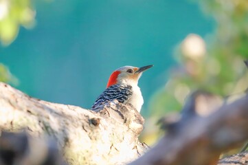 Female Red Belllied Woodpecker 