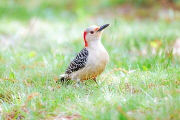 Female Red-bellied woodpecker in grass