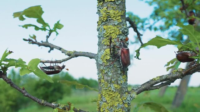 May bug, cockchafer crawling up tree trunk. Insect invasion in farmer's garden. Consequences of poor quality insecticides. Crop failure in agriculture, gardening due to insect attacks on plants.