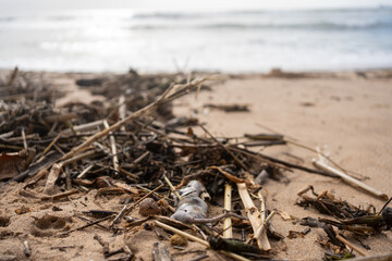 Lifeless rat on sandy beach among dry twigs and marine debris during daylight, creating contrast between pollution, decay and natural coastal environment