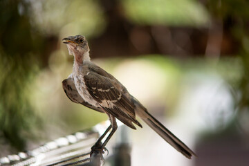 View of a Northern Mockingbird (Mimus polyglottos) seen on a Brazilian Pepper tree