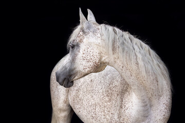 Arabian horse mare with white red roan coat color on black background – elegant horse black shot