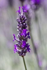 Lavender flower