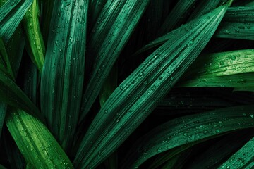 Close-up of lush, dark green leaves, covered in water droplets.  The leaves have a pronounced, elongated shape and intricate veins