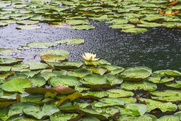 夏の雨降りの池　ハスの花や葉に雨が降り注ぐ07