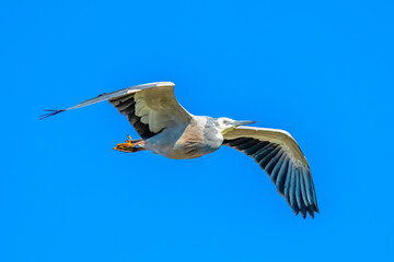 White-faced heron flying in the blue morning sky