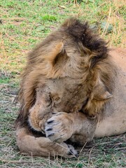 Obraz premium Majestic lion resting in the african savanna, covering its face with its paw