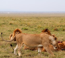 Lions eating prey in Masai Mara National Reserve, Kenya
