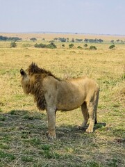 Majestic lion observing the savannah in Masai Mara National Reserve, Kenya