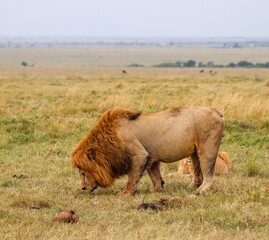 Male lion smelling prey with cub resting in Masai Mara, Kenya