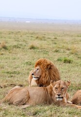 Lions relaxing in the Masai Mara National Reserve, Kenya