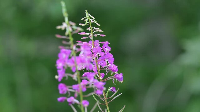 Pink fireweed flowers sway gently against a blurred dark green background.

