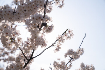 春の桜に差し込む太陽
