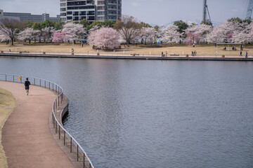 桜満開の公園でランニングする人物【富岩運河環水公園】 © KAZUNE