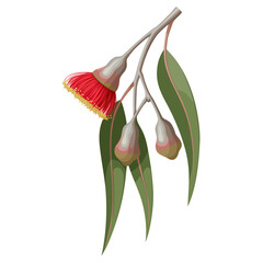 Illustration of Eucalyptus caesia, also called gumnuts, Gungurru or Silver Princess, isolated on white background.