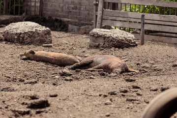 Fototapeta premium Piglets lay sleeping in a pens on a sunny summer day