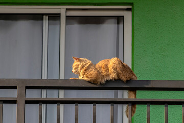 Domestic cat (Felis catus) sunbathes and rests on the railings of the balcony of a residential apartment in Brazil