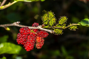 Close up of black mulberry berries (Morus nigra) ripen on a tree branch in Brazil. Selective focus