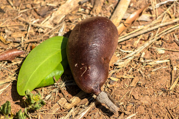 Jatoba fruits, Hymenaea courbaril, in selective focus. Typical brazilian fruits on the park in Brazil