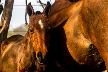 Portrait of a pony next to a mare on a farm in Brazil