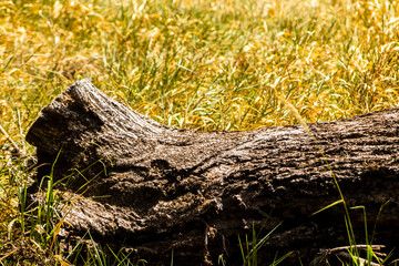 Obraz premium A fallen tree trunk in the grassy undergrowth on a farm in Brazil