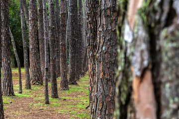 Rows of pine tree trunks with rough bark in a clean forest setting, showing symmetry and texture. Ideas for themes like forestry, botany, and sustainable landscapes