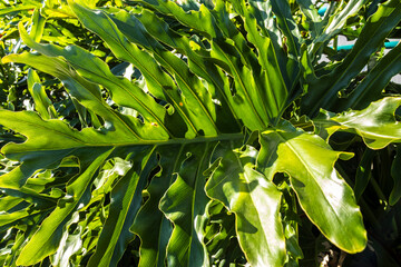 Obraz premium Thaumatophyllum bipinnatifidum, split-leaf philodendron, lacy tree philodendron, selloum, horsehead philodendron, in brazilian tropical garden