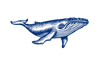 Blue Whale Vector Illustration Vintage Engraving Style © brandphant