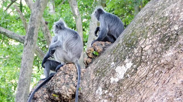 Gray langurs perched high in a lush canopy.
