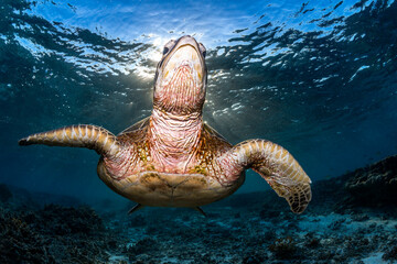 Obraz premium A green sea turtle glides gracefully over a coral reef in the clear waters of Lady Elliot Island, Queensland, Australia.