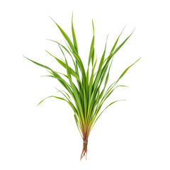 Obraz premium Fresh Green Grass Isolated on Transparent background with Detailed Texture