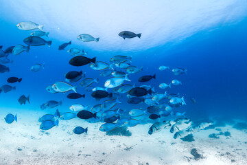 A large school of reef fish swims over the sandy seabed in the clear waters of Lady Elliot Island, Queensland, Australia.