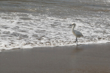 Great egret or eastern egret, on the seashore looking for food in the sand on a winter afternoon