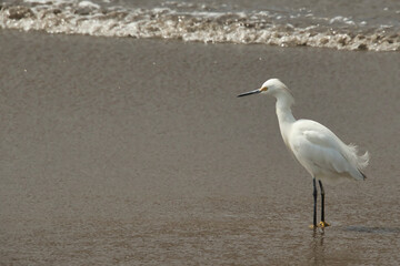 Great egret or eastern egret, on the seashore looking for food in the sand on a winter afternoon