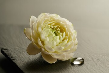 Delicate pale yellow flower with water droplet on textured surface