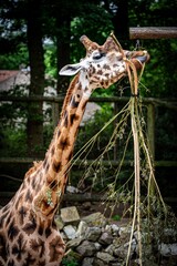 giraffe in the zoo