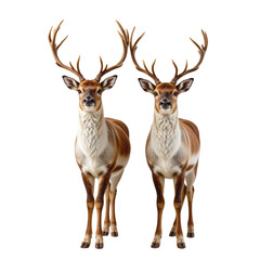 Fototapeta premium Pair of Majestic Reindeer with Elegant Antlers in Natural Setting