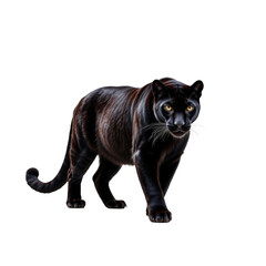 Fototapeta premium Black Panther Walking in a Forest with Vivid Transparent background