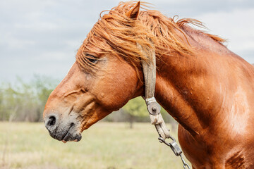 Obraz premium Close-up of a brown horse outside in a meadow on a sunny summer day