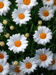 Fototapeta premium Vibrant Daisy Garden: Close-Up of White Petals and Golden Centers in Lush Greenery