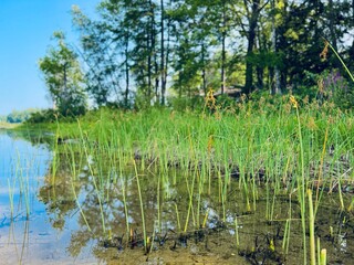 The Lakes Region, Silver Lake. Stunning early morning marsh, grass and wildflowers by shore. New Hampshire. Laid back country vibe. Hike, fish, kayak, swim or boating. Crystal clear mountain water. 

