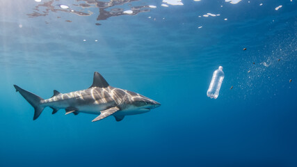 Fototapeta premium Shark swimming near a floating plastic bottle in the ocean. Plastic pollution in the marine environment affecting wildlife.