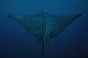 An iconic Spotted Eagle Ray gliding in the blue ocean depths above a tropical reef.