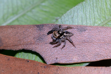Jumping Spider on Dry Eucalyptus Leaf