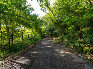 Fototapeta premium 植物に覆われた古い山道