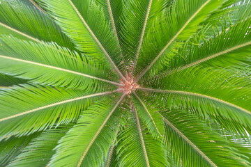 vibrant green fronds of a Sago Palm radiate outward in a dense, symmetrical pattern. The central...