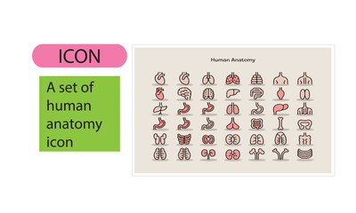 A set of human anatomy line art icon